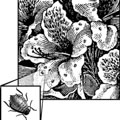 Line art drawing showing enlargement of insect on a flower
